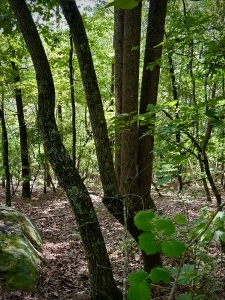 Lake GSP