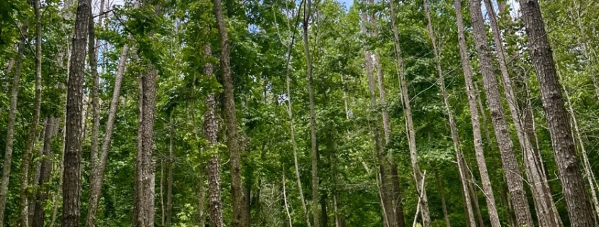 Lake GSP