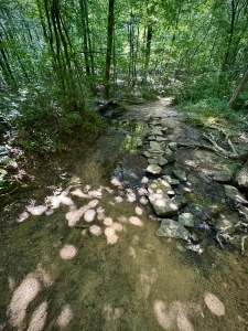 Monte SSP
