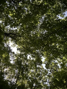 Monte SSP