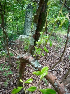 Monte SSP