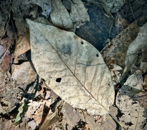 Beaverdam