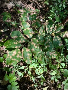 Beaverdam