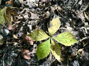 Beaverdam