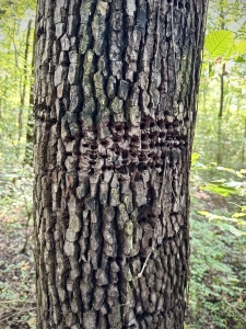 Beaverdam