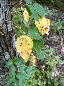 Beaverdam