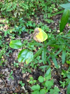 Beaverdam