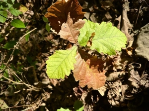 Beaverdam