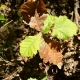 Beaverdam
