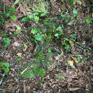 Beaverdam 
