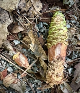 Beaverdam
